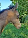 Poulain welsh pony isabelle 