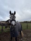 Jument de 6 ans pour poulinière