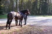 Jument Cob Normand, 13 ans avec/ou sans son attelage