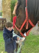 Jument Cob Normand, 13 ans avec/ou sans son attelage