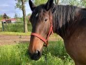 Jument Cob Normand, 13 ans avec/ou sans son attelage