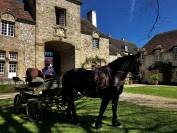 Jument Cob Normand, 13 ans avec/ou sans son attelage