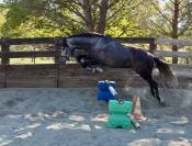 Hongre PRE 5 ans - transport possible