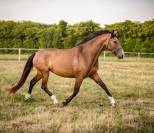 Jument pure race espagnole