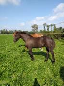 Poulain frison X dsa .