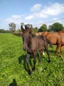 Poulain frison X dsa .