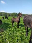 Poulain frison X dsa .