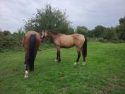 JUMENT 4 ans Isabelle