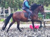 Hengst PRE Puur Ras Spaans Te koop 2019 Bruin / Bai ,  TH BUFON