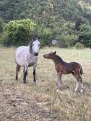 Poulain 2025 welsh part bred 