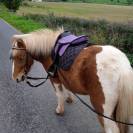 Castrone Shetland In vendita 2022 Pezzato