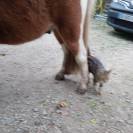 Castrone Shetland In vendita 2022 Pezzato