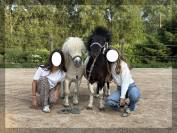Mare Shetland Pony For sale 2025 Liver chestnut