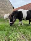 Mare Shetland Pony For sale 2025 Liver chestnut