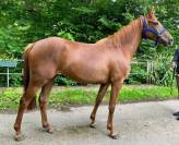 Jument PS arabe 3 ans