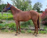 Jument PS arabe 3 ans