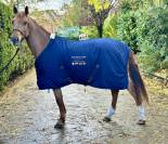 Kelle Star du Comte, superbe jument de 5ans