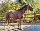 Kelle Star du Comte, superbe jument de 5ans