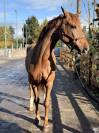 Kelle Star du Comte, superbe jument de 5ans