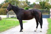 Yegua Silla Francés En venta 2021 Bayo por BISQUET BALOUVD MISPEL