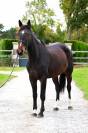 Yegua Silla Francés En venta 2021 Bayo por BISQUET BALOUVD MISPEL