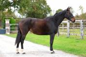 Yegua Silla Francés En venta 2021 Bayo por BISQUET BALOUVD MISPEL