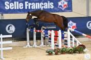 Male SF, lignée 10/10