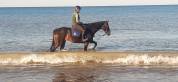 Hongre AA de 7ans pour CSO