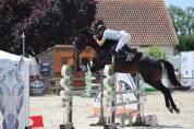 Hongre AA de 7ans pour CSO