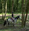 Castrone Paint Horse In vendita 2014 Overo ,  DARK DD HOTWHEEL (BEL)