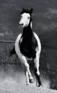 Castrone Paint Horse In vendita 2014 Overo ,  DARK DD HOTWHEEL (BEL)