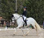 Caballo PRE de Doma Clásica