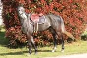 Cheval de sport