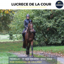 Merrie Franse draver  Te koop 2021 Donker bruin / bai ,  ouragan de celland