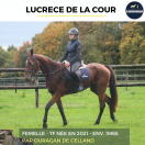 Merrie Franse draver  Te koop 2021 Donker bruin / bai ,  ouragan de celland