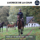 Merrie Franse draver  Te koop 2021 Donker bruin / bai ,  ouragan de celland