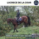 Merrie Franse draver  Te koop 2021 Donker bruin / bai ,  ouragan de celland