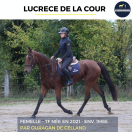 Merrie Franse draver  Te koop 2021 Donker bruin / bai ,  ouragan de celland