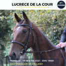 Merrie Franse draver  Te koop 2021 Donker bruin / bai ,  ouragan de celland