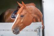 Jument Z - 15 ans - 1m70 –  CSO / loisir / poulinière
