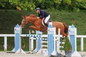 Jument Z - 15 ans - 1m70 –  CSO / loisir / poulinière
