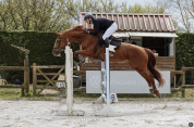 Jument Z - 15 ans - 1m70 –  CSO / loisir / poulinière