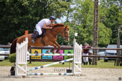Jument Z - 15 ans - 1m70 –  CSO / loisir / poulinière