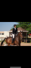 Hongre 5 ans par Orson des hayettes