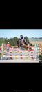 Hongre 5 ans par Orson des hayettes