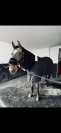 Hongre 5 ans par Orson des hayettes