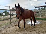 Puledro 4 anni