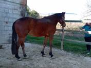 Puledro 4 anni