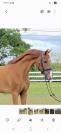 5 jarige dressuur ruin Imposatos x Metall