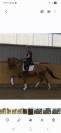 5 jarige dressuur ruin Imposatos x Metall